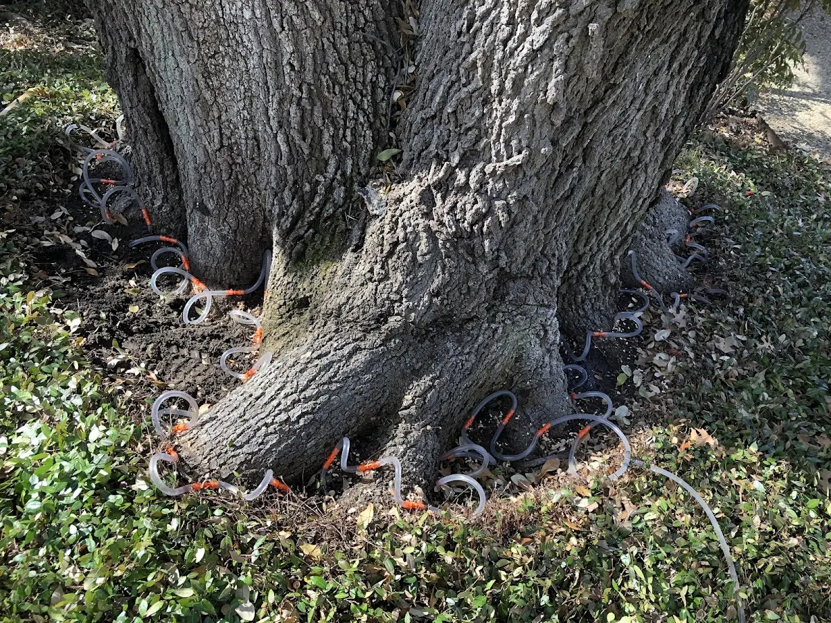 Detailed Tree Cabling and Bracing job site in Hills